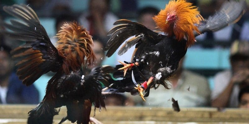 Đá Gà - Đa Dạng Giải Đấu Với Những Trận Cầu Đỉnh Cao 6 Đa dạng hình thức đặt cược hấp dẫn cho người chơi yêu thích