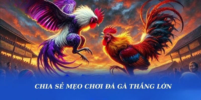 Đá Gà - Hình thức Cược Thú Vị Nhất Năm 2025 Tại pg88 6 Chia sẻ mẹo chơi đá gà pg88 thắng lớn