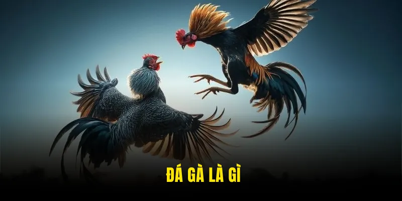 Đá gà - Cơ Hội Trải Nghiệm Nhiều Trận Đấu Kịch Tính Và Hấp Dẫn Tại sin88 4 Tìm hiểu thông tin về đá gà là gì?