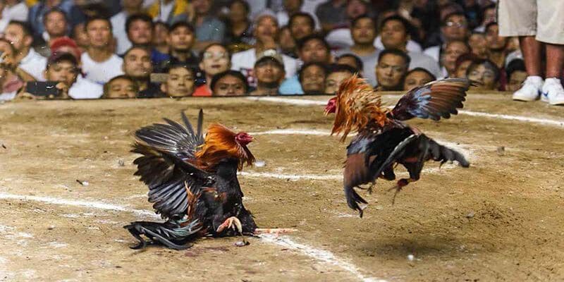 Đá Gà - Những Trận Tranh Tài Mãn Nhãn Của Chiến Kê Đỉnh Cao 4 Xem trực tiếp hấp dẫn và đặt cược thả ga với bộ môn này
