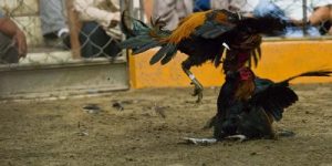 Cược Đá Gà MB88 Online Trải Nghiệm Thú Vị Ngay Tại Nhà